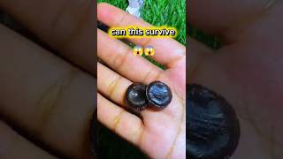 Crushing Rola Cola Candy 🍬 | Satisfying ASMR Crush #shorts #candy #asmr #crushing #crush #viral