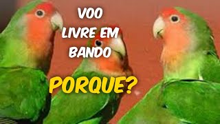 Porque Voo Livre Em Bando?  E As Consequências  Disso!  Voo Livre Livre