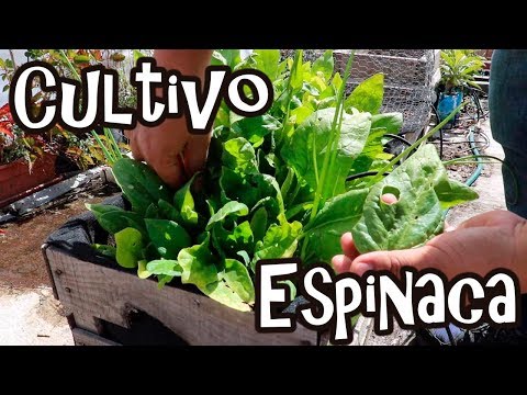 Video: Información de espinaca de hoja rizada: aprenda sobre el cultivo de plantas de espinaca de Saboya