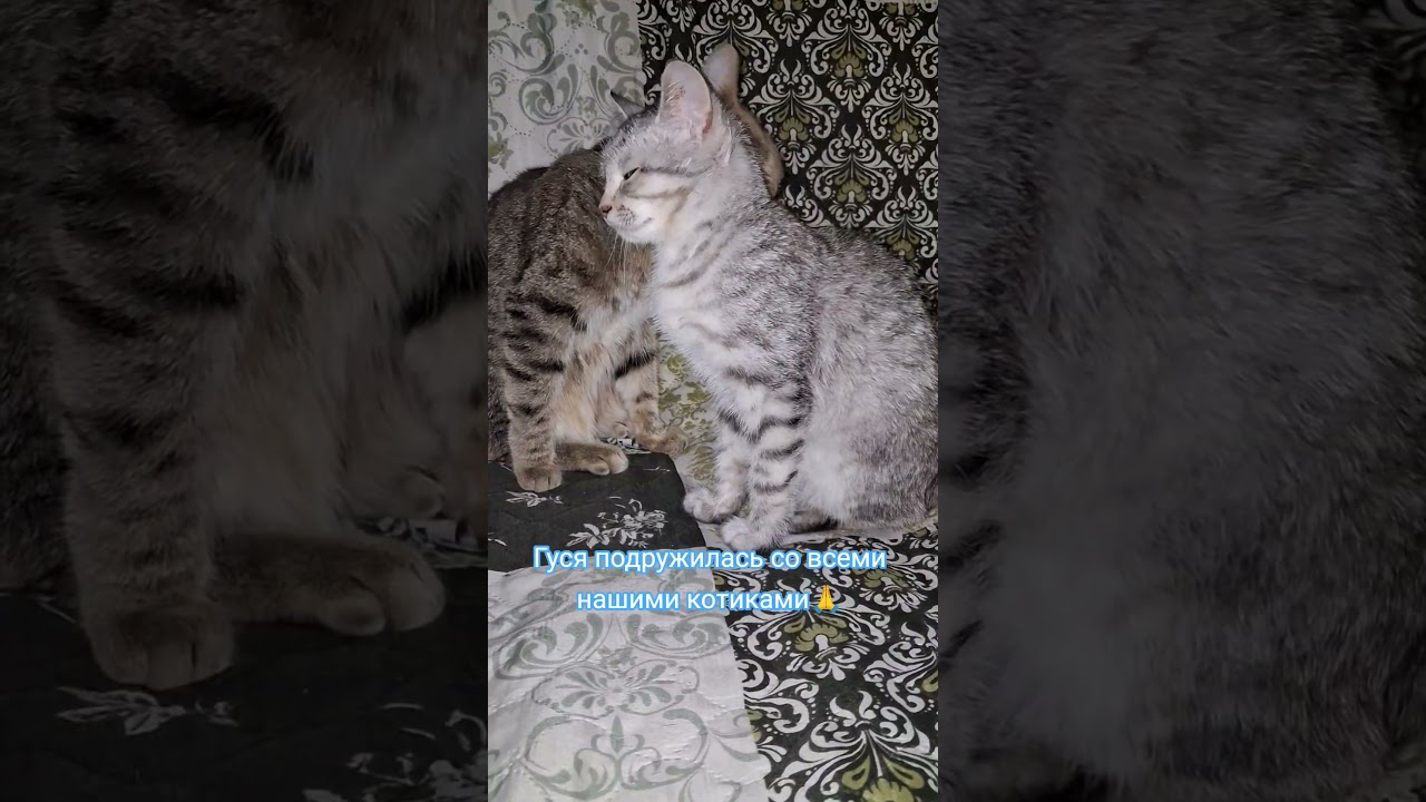#веселыекоты #cat #прикольныекоты #котик #котики #kitten #красиваякошка #юмор #видосыоткота #кошка