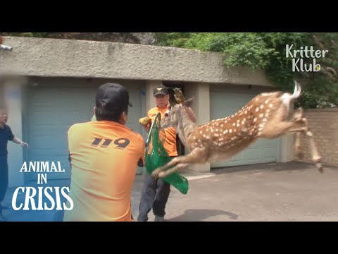 Feisty Deer Keeps Running Away Even After Being Hit By A Tranquilizer | Animal in Crisis EP92