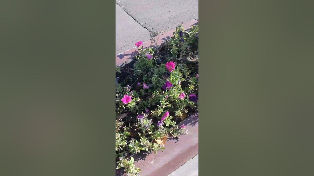 осенние цветы октября Москва 2022/autumn flowers October Moscow 2022 ...