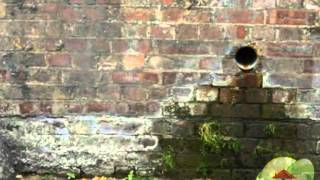 Where to Look to Find Black Mold, Mold Abatement? Orlando FL