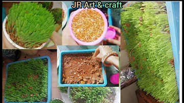 How to grow grass at home for free - how to grow ragi plant at home (with full update) ragi plant 🌱