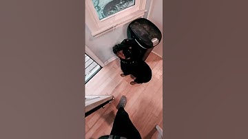 brrr.... leaves fallen, air chilly #rottweiler #shibc shibaclassic.io #uniswap #biconomy #dextools