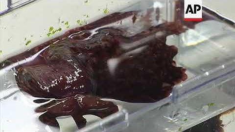 Transferring memories from one snail to another