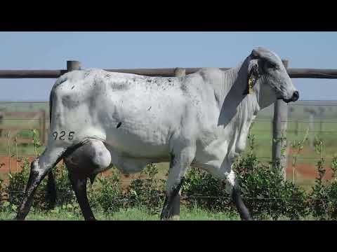 LOTE 7 - REM0925 - Vaca Girolando 1/4 HOL + 3/4 GIR à venda à venda no 11º GIR E GIROLANDO