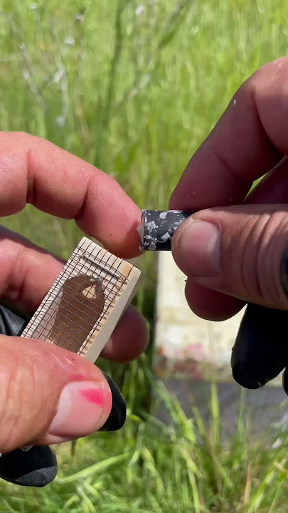 Caging a Queen Bee. #beekeeping #agriculture #bees #youtubeshorts #youtubecreator #queenbee #cool