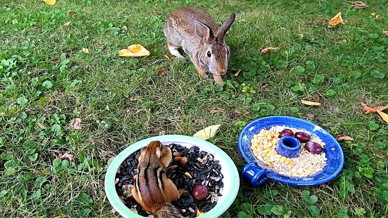 Chipmonk Rabbit Mix 다람쥐와 토끼가 서로 마주하면 누가 더 서열이 높을까?? Between chipmunk and rabbit, who is ...