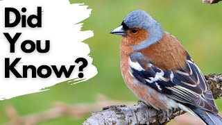 Things you need to know about CHAFFINCHES!