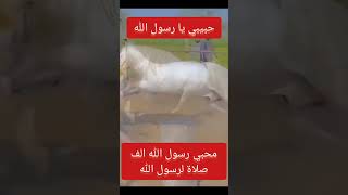 صلو على من قال امتي امتي