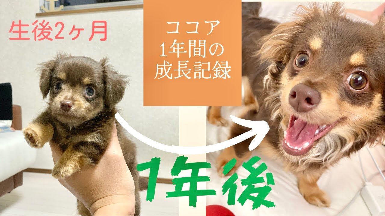 成長記録 チワックス子犬から成犬になるまでの1年間 Youtube