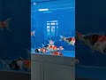 Beautiful fish hangouts in the aquarium.#hangout  #aquariumfish