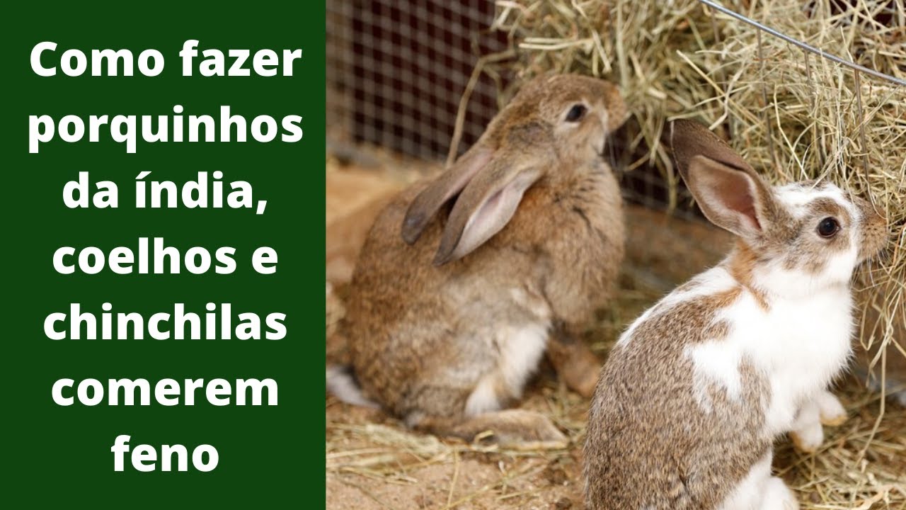Como fazer porquinhos da índia, coelhos e chinchilas comerem feno.