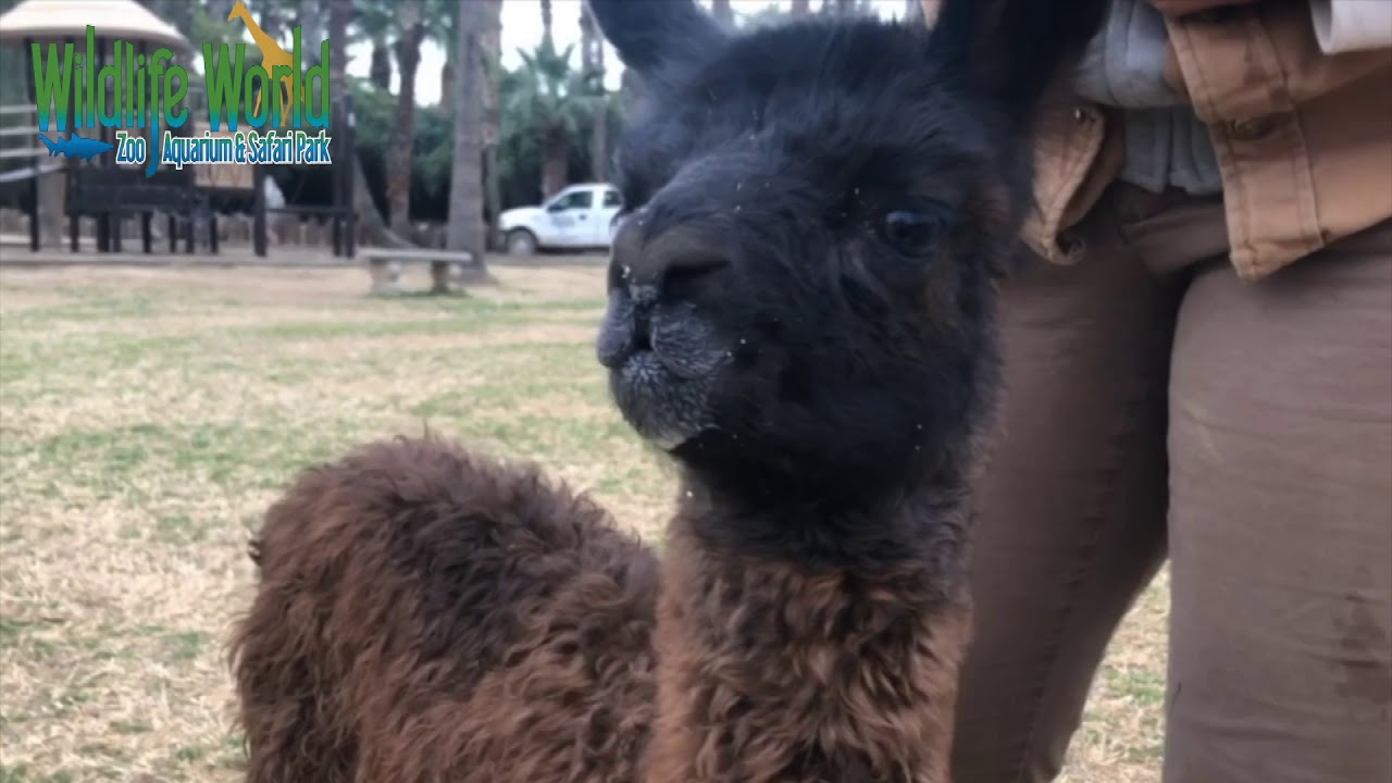 wildlife world zoo jobs Adventures With Bon Bon, The Baby Llama