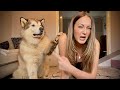 Trying To Ignore My Malamutes! (Surprise Ending Too!!)