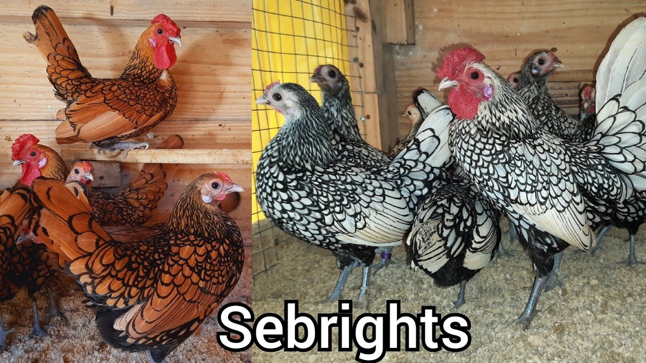 Nosso plantel de sebrights prata e dourado 👉💚🤍🐓🤍💚👈