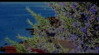 5 Amazing Benefits Of Rosemary