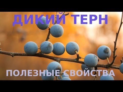 ДИКАЯ СЛИВА ТЕРН. ПОЛЕЗНЫЕ СВОЙСТВА ЯГОД