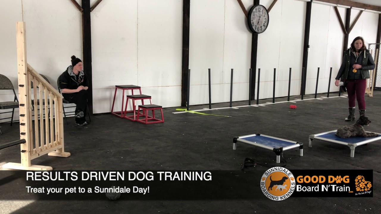 Pippa 30 day GOOD DOG Board and Train dog training program at Sunnidale
