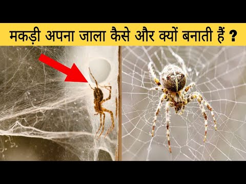 वीडियो: मकड़ी का केकड़ा कैसे प्राप्त करें?