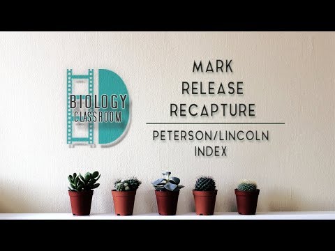 A-Level Biology - Mark-release-recapture and Peterson or Lincoln Index