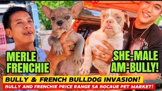BULLY AND FRENCH BULLDOG INVASION SA BOCAUE PET MARKET | SHE-MALE BULLY AT BLUE EYE FRENCHIE by Nanay Karen & Tatay Chester Vlogs 5,814 views 3 weeks ago 25 minutes