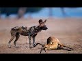 Wild Dogs Hunting And Eat Impala