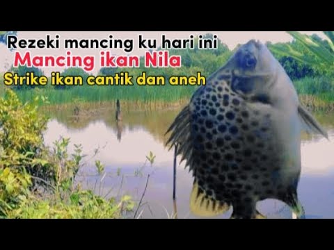 Ikan Nila Susah makan‼️Dijamin full strike☑️  pakai tehnik setingan Timah Lipat.
