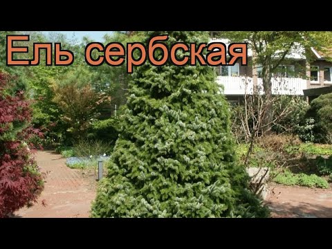 Video: Serbian Spruce 