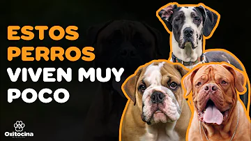 ¿Qué raza de perro tiene la esperanza de vida más corta?