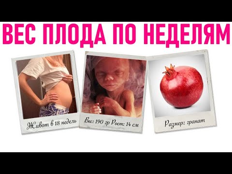 ВЕС ПЛОДА ПО НЕДЕЛЯМ БЕРЕМЕННОСТИ | Норма изменения веса плода по неделям беременности