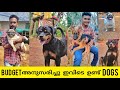 സാധാരണക്കാർക്ക് വേണ്ടി ഒരു അടിപൊളി Kennel | Dog Kennel Malayalam |Dog Farm Malayalam|Rottweiler|Pug|