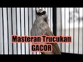 Trucukan Gacor Full Isian Ropel Panjang Garuda Pancingan Masteran Murai Mp3 - Mp4 Download