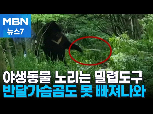 걸리면 보호종 곰도 못 끊는 올가미…산속에 여전히 많아 [MBN 뉴스7]