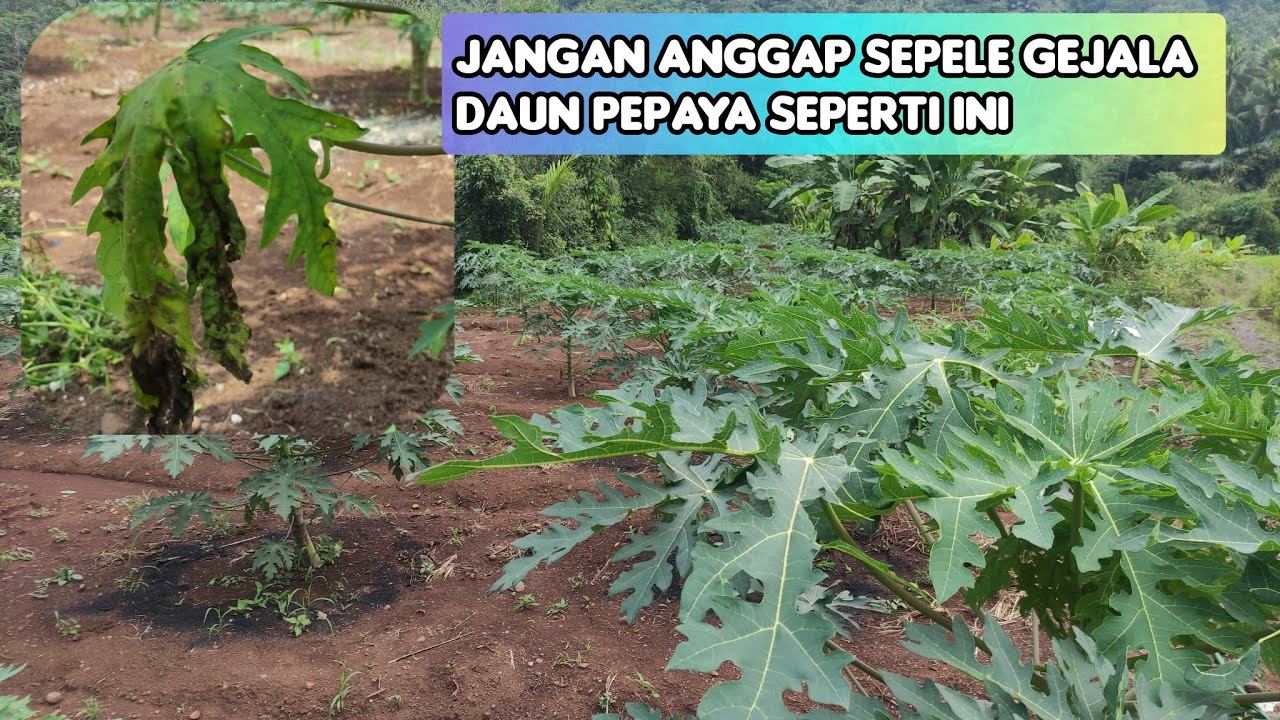 kenali gejala Awal indikasi sebuah penyakit pada Tanaman pepaya California