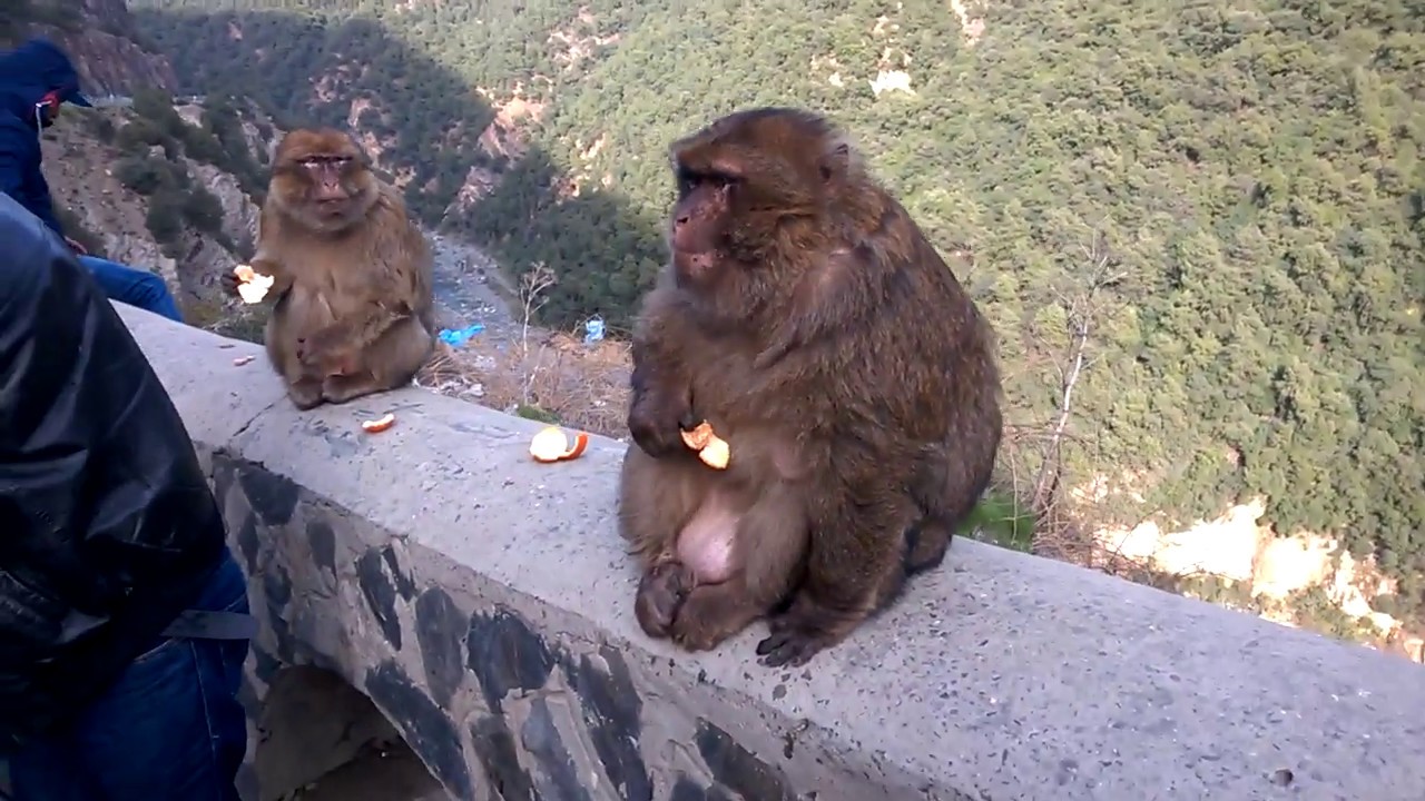 énome singe  monkey قرد qui mange de la mandarine aperçu à chiffa blida algérie