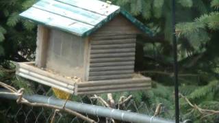 Squirrel Over the Edge