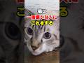 猫が嫌いな人にだけ見せる7つのサインとは? #猫雑学 #ねこたんの解説 #猫