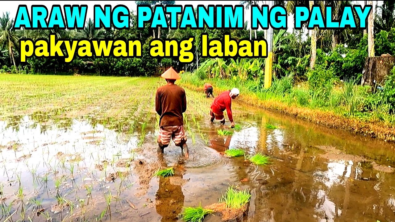 Pakyawan In English Pakyawan ang laban sa tanim - YouTube