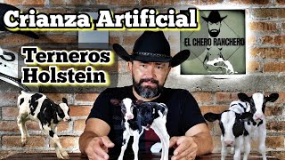 Crianza Artificial con Terneros Holstein Como Hacerlo 