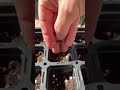 This home trick turns one plant into nonstop strawberry harvest!