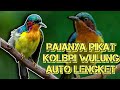 SUARA PIKAT KOLIBRI WULUNG RIBUT,, TERBUKTI AMPUH!!!