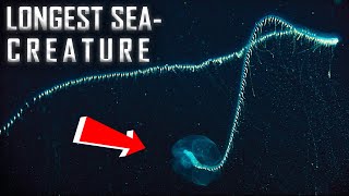 ‘Longest Animal Ever’ discovered off Australia’s Coast || Siphonophore @ScienceOfSpace