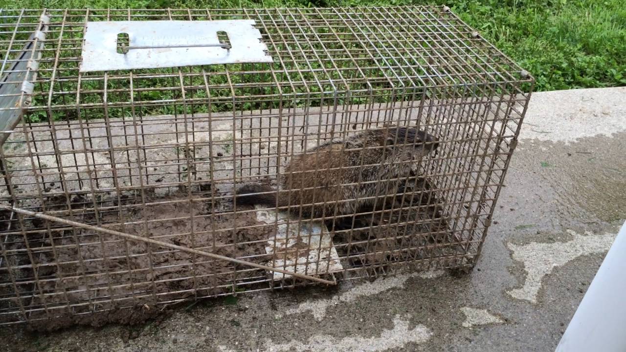 Havahart trap caught a groundhog. - YouTube