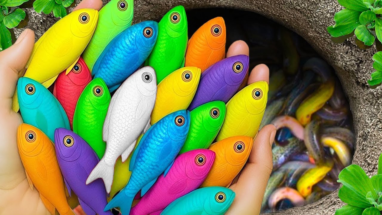 Поймайте красивых аквариумных рыбок в маленьком пруду: детенышей черепах, угрей, кои, рыб-каранда...