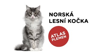 Norská lesní kočka  Atlas plemen  Tlapka TV