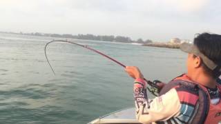 HUGE Milkfish a.k.a Chanos-chanos on Baitcasting