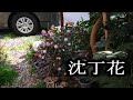 沈丁花　　３年目の沈丁花　沈丁花の花が咲いた。いい香り　いい匂い 島忠ホームセンターで購入　小さいのは挿し木で育った。春のジンチョウゲ(沈丁花)、夏のクチナシ 秋のキンモクセイ(金木犀) 三大香木