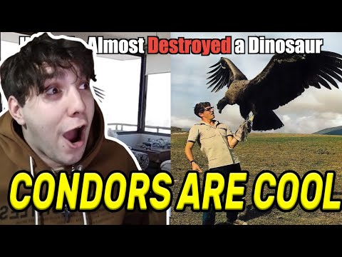 Why We Owe a Vulture on Steroids an Apology | Casual Geographic | **REACTION**